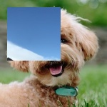 crop_n_patch