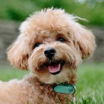 orig_dog